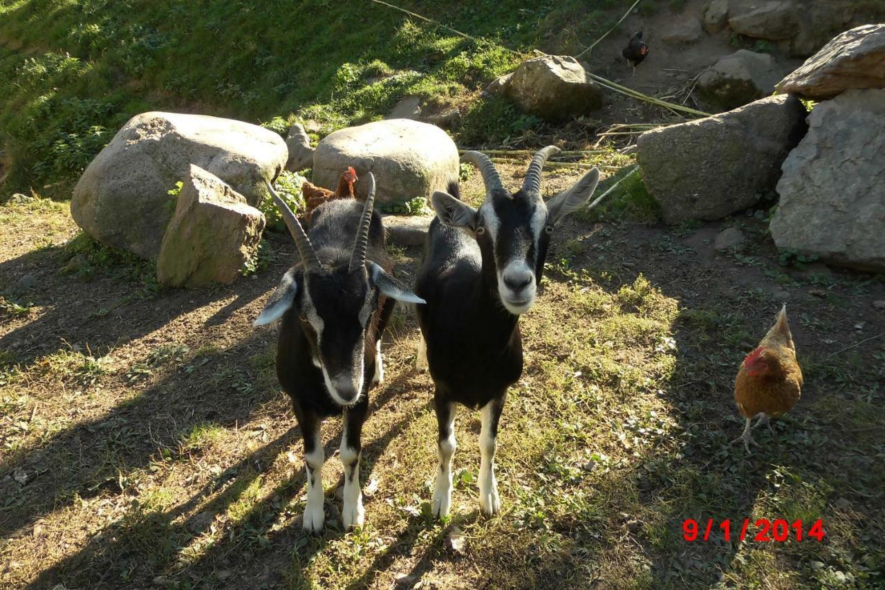 Apartament Urlaub Auf Dem Haenslehof Elzach Zewnętrze zdjęcie